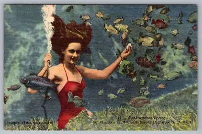 Postcard Florida Weekiwachee Spring Mermaid Underwater Theatre Vintage • $7.95