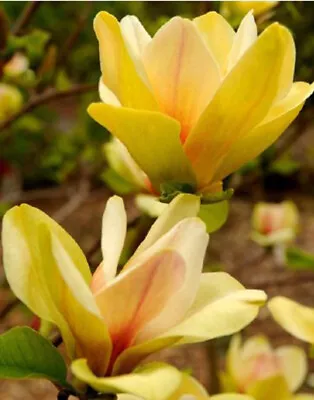 Magnolia Sunsation - Magnolia Plant In 1L Pot • £23.95