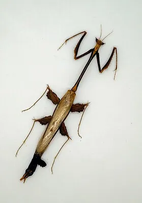Mantidae -Mantis - Toxodera Sp (Rare) -  Cameron Highlands Malaysia (TXC- 101) • $65.98