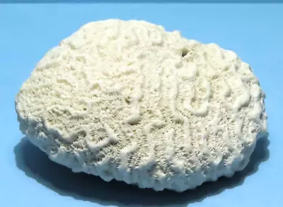 Natural White Brain Coral Fossil Specimen Paperweight Fish Aquarium 4  X 3.5  • $46.50