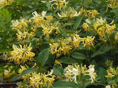  Lonicera Periclymenum Graham Thomas - Flowering Honeysuckle Climber • £3.99