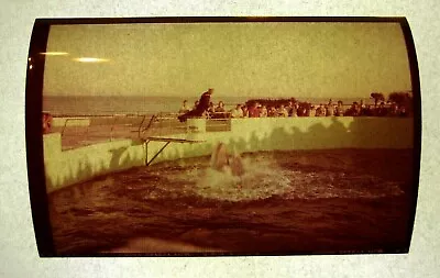 £14.36 • Buy 1940s Marineland FL Dolphin Adventure Studios Show Trainer Vtg Photo Negative L