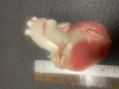 Medical Anatomical Human Heart  Model • $65