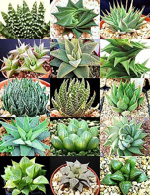 HAWORTHIA MIX Rare Living Stones Plant Exotic Cactus Flower Succulents 25 Seeds • $9.99