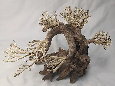 Natural Bonsai Driftwood Aquarium Tree • $55