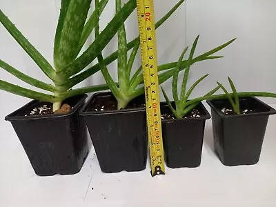 Aloe Vera Medicinal Live Indoor Plant Large Potted Succulent Gift Various Sizes • £6