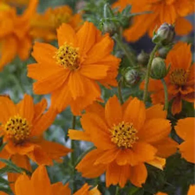 Cosmos Orange Seeds • £2.09