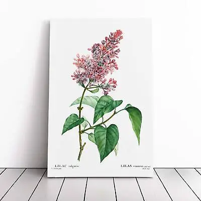 Pink Lilac Flowers Vintage Pierre-Joseph Redoute Canvas Wall Art Print Framed • £29.95