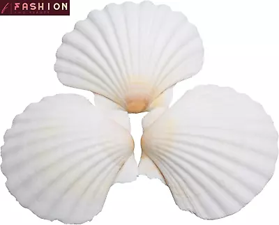 25 Pcs Scallop Shells Crafts 2-3 Inches White Large Natural Seashells Home Decor • $17.99
