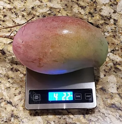 Dwarf LANCETILLA Grafted Rare MANGO Tree 3Gal Pot Ship UPS Overnight • $139