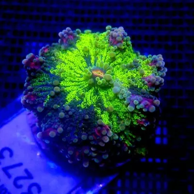 Ultra Green Yuma Mushroom Coral Large WYSIWYG IC 3273 - Indigo Corals • $58