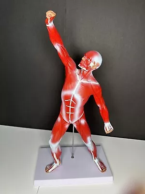 Muscular System Model Human Muscles ~ 20  Anatomy Man • $47