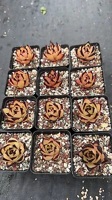 Echeveria Agavoides Ebony( Mexican Form) Nice Succulent 27/09/2023 • $15