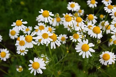 12 Sweet Chamomile Herb Plug Plants. Ready Now. Lawn. Pots. Calming Tea.  Bees. • £9.99