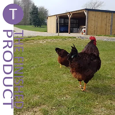 6 X Fresh Large Rhode Island Red - Free Postage Hatching Eggs Fertile/incubation • £19.45