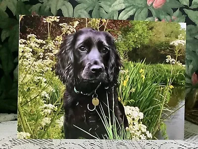 Cocker Spaniel Greyhound   Whippet Dog Greetings Card • £2.65