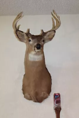 Whitetail Deer Head Shoulder Mount Taxidermy Cape Shed Antler Hunt Mule Rack • $220