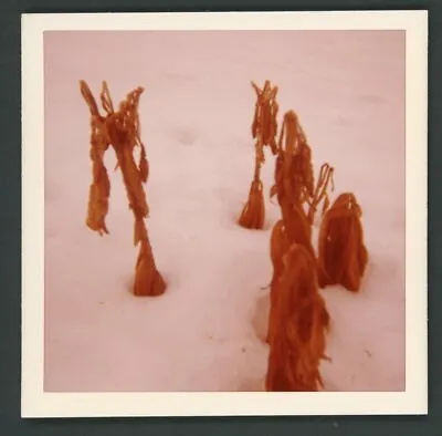 Strange Dead Plants In Snow Snapshot Photo 1970s Abstract Surreal Nature Winter • $6.99
