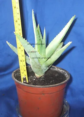 Aloe Vera Plant Fully Established Plant. Organically Gr Medicine Plant 12 Cm Pot • £17.99