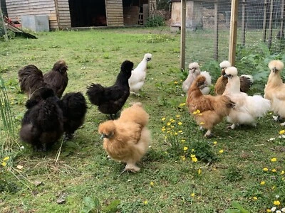 £18 • Buy 6 X Pure Silkie Bantam Hatching Eggs Incubator Broody Incubator  Mixed Colours