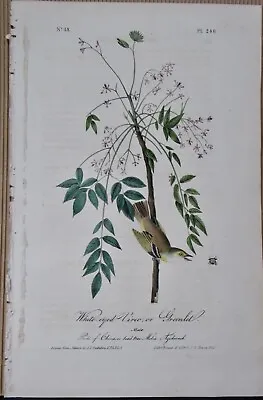 White Eyed Vireo Greenlet Audubon 1st Edition 1840 Hand Colored  Litho J.t.bowen • $74.95