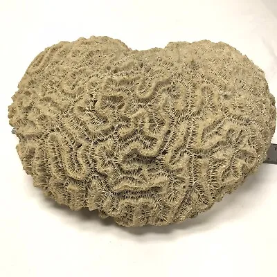 Natural Brain Coral Specimen Ocean Sea Cream Beach Decor Circa 1960s 6 LB 11 X7  • $147