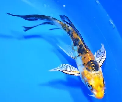 4  Butterfly Doitsu Ki Matsuba  Koi Live Koi Pond Fish Hand Raised Ravenwood Koi • $25