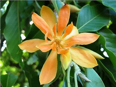 Michelia Champaca - EVERGREEN -EXTREMELY FRAGRANT FLOWERS - Seeds! • $4.99