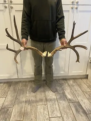 Mule Deer Rack ~ Antlers • $695