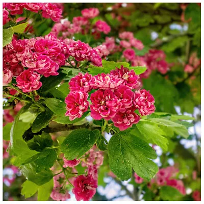 £28.99 • Buy Midland Hawthorn 'Paul's Scarlet' / Crataegus Laevigata Tree, Rosea Flore Pleno