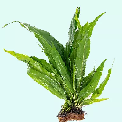 Java Fern Mat (Microsorum Pteropus) On Mat • $19.79