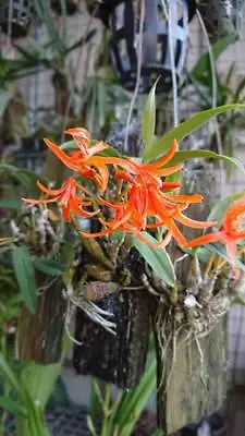 Dendrobium Lamyaiae Orchid Plant Species Miniature THAILAND With CITES • $39