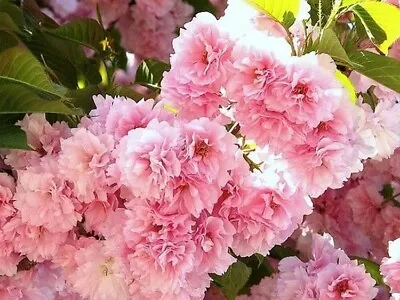 Cherry Flowering Kwanzan Double Pink Flower Not Bare Fruit Outdoors Live 2 Trees • $35.95