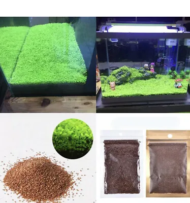 $9.90 • Buy Aquarium Grass Plant Seeds Water Aquatic Fish Tank Small Plant Aus Stocks 10g