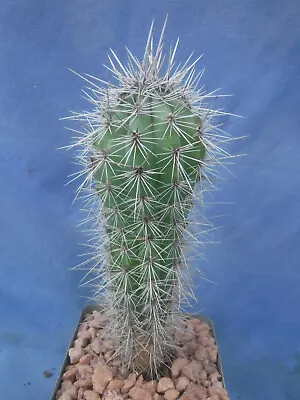Pachycereus Pringlei Cardon Mex Saguaro World's TALLEST CACTUS Plant  4 -6  Tall • $19.99