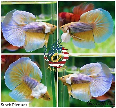 Live Betta Fish High Quality Halfmoon HM Male Yellow Pineapple Dumbo • $23.75