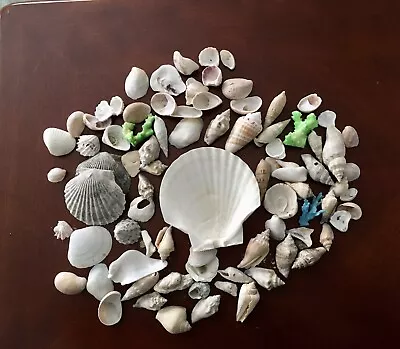 Lot Of Shells Appx. 85 Pieces Including A Scallop Shell And Some Coral Pieces • $6.50