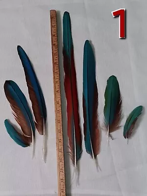 Lot Of 100+ Greenwing Macaw Feathers • $150