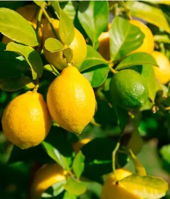 Grafted Meyer Lemon Citrus Tree 1-2 Feet Tall With 🌸 Blossoms • $58