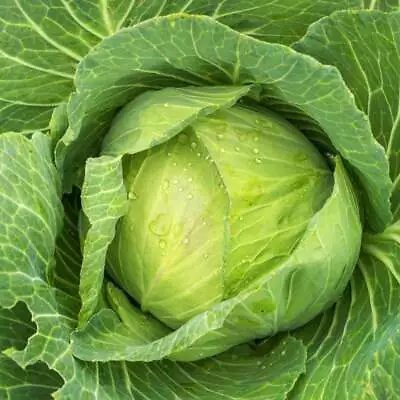 Golden Acre Cabbage Seeds 500+ Vegetable Garden US SELLER NON-GMO FREE SHIPPING • $2.45