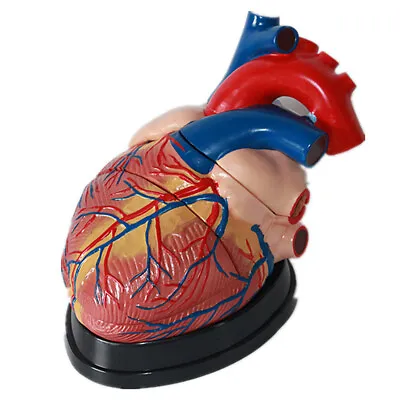 4X Life Size Human Heart Vein Arteriovenous Anatomy Cardiac Medical Model US • $110.19