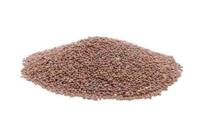 Brown Mustard Seeds - 2 Pound - USA Grown Spicy Whole Brown Mustard Spice • $18.61