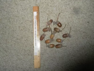 ACORNS From A WHITE (English) OAK TREE Fresh  2023  10 Count- With Caps • $5.99