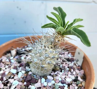 Pachypodium Namaquanum Approximately 8 Years Old • $20.99