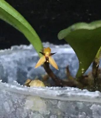 Pleurothallis Brevipes Miniature Species Orchid Plant #4 • $40