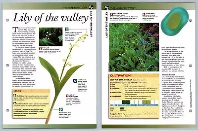 Lily Of The Valley - Directory - Secret World Of Herbs Fact File Card • £1.25