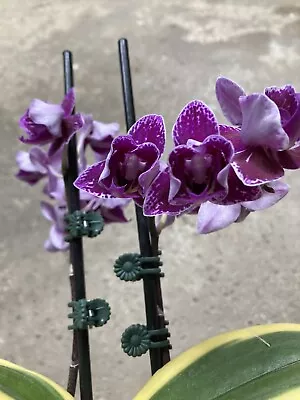 Orchid Phalaenopsis Phal Chia E Yenlin ‘Variegata’ Peloric 04/05 Two Spikes • $45