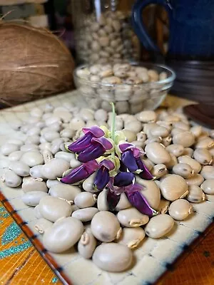 300 Seeds Organic Mucuna Beans Mucuna  Pruriens • $50