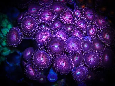 Purple Bees ZOA Coral Frag - NOT SPS LPS SOFT (3pcs+) • £14.45