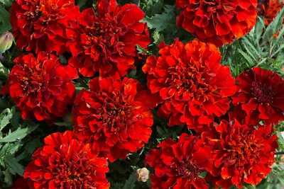 25+ French Fireball Marigold Seeds For Garden Planting - USA - FREE SHIPPING! • $4.93